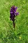 Dactylorhiza majalis