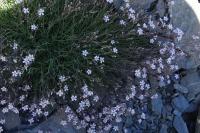 Gypsophila repens