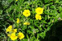 Helianthemum nummularium