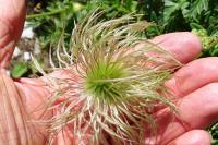 Pulsatilla alpina