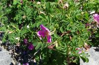 Rosa pendulina