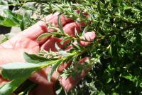 Salix pyrenaica