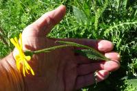 Senecio doronicum