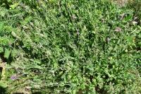 Silene vulgaris