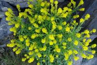 Sisymbrium austriacum