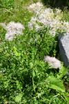 Thalictrum aquilegiifolium