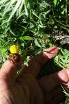 Trifolium badium