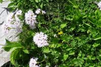 Valeriana montana