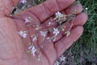 Gypsophila repens