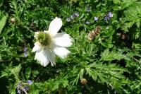 Pulsatilla alpina