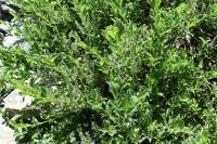 Salix pyrenaica