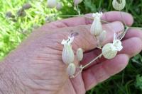 Silene vulgaris
