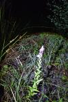 Lythrum salicaria