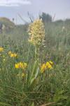 Dactylorhiza sambucina