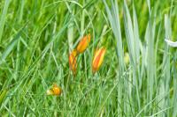 Tulipa sylvestris subsp. australis