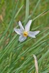 Narcissus poeticus