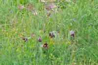 Pulsatilla rubra