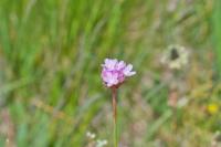 Armeria arenaria