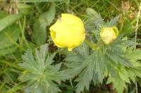 Trollius europaeus