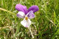 Viola lutea