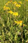 Arnica montana