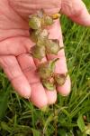 Rhinanthus minor