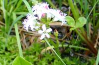 Menyanthes trifoliata