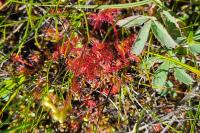 Drosera rotundifolia