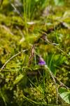 Pinguicula vulgaris