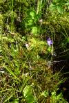Pinguicula vulgaris