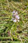 Dactylorhiza maculata