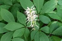 Aesculus parviflora
