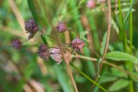 Comarum palustre