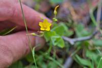 Hypericum elodes