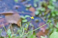 Ranunculus flammula