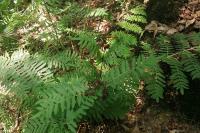 Osmunda regalis