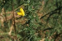 Ulex minor