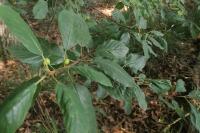 Frangula alnus