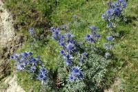 Eryngium bourgatii