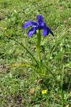 Iris latifolia