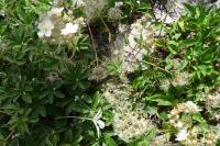 Potentilla alchimilloides