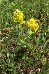 Solidago virgaurea subsp. minuta