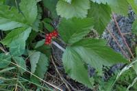 Rubus saxatilis