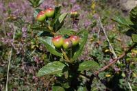 Chamaemespilus alpina