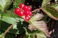 Rubus saxatilis