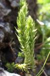Selaginella selaginoides