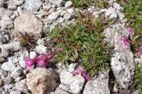 Viscaria alpina