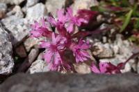 Viscaria alpina