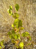 Vitis riparia x Vitis rupestris x Vitis vinifera