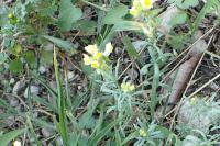 Linaria supina